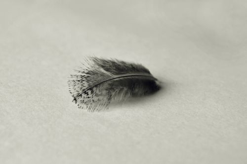 Free Minimalist photo of a single gray feather on a neutral background, highlighting its sleek texture. Stock Photo