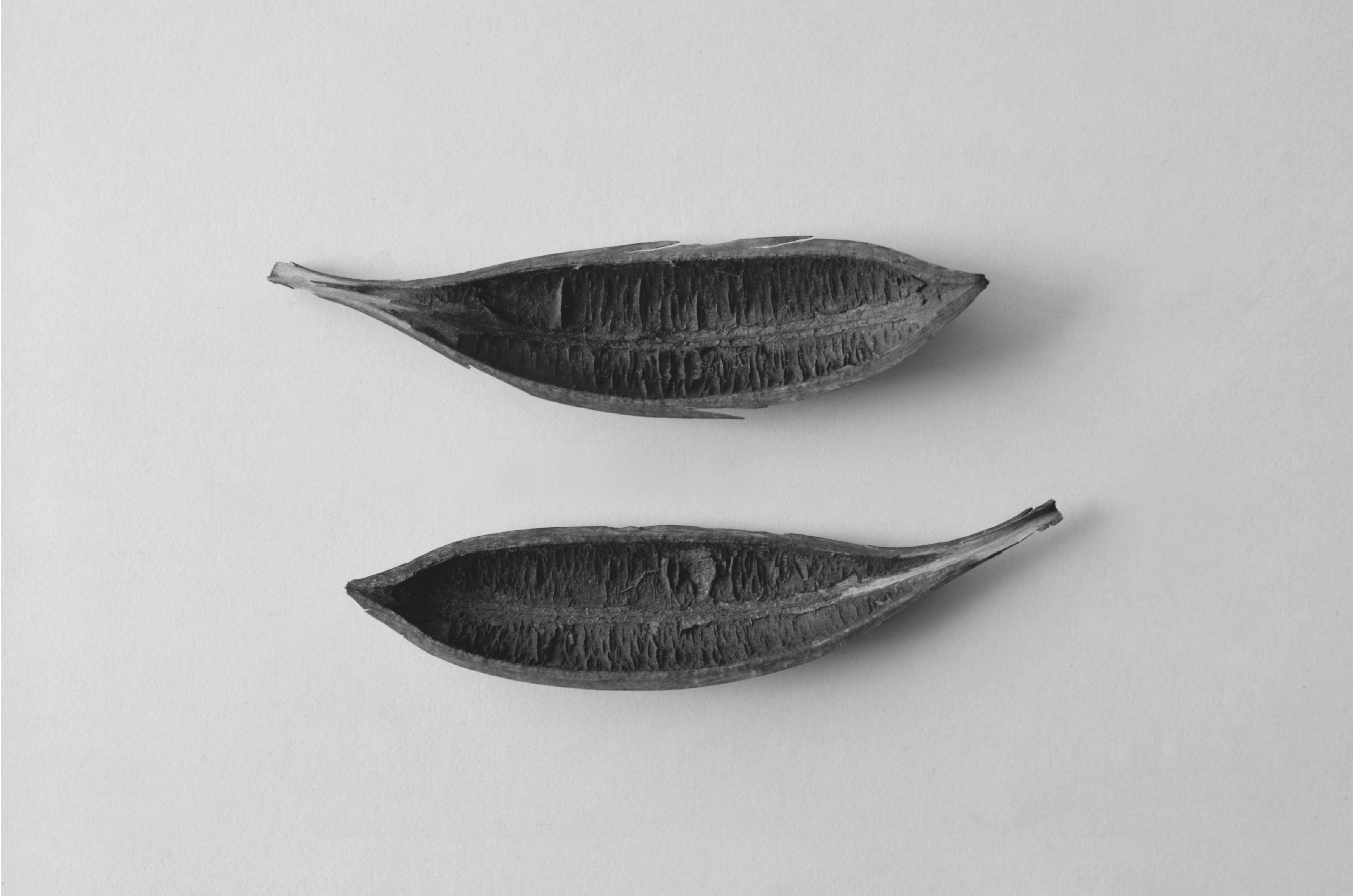 How to turn empty broad bean pods into a mouthwatering risotto – recipe | Waste not