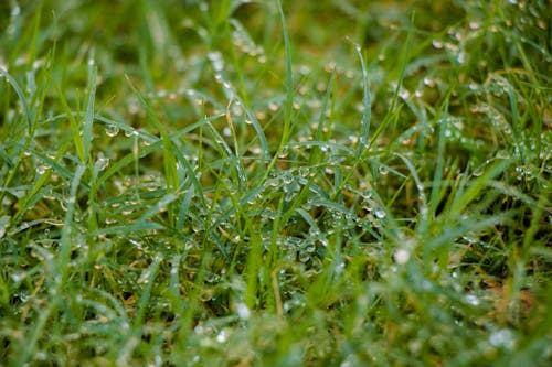 Photos gratuites de goutte de rosée, gouttes de rosée, gouttes de rosée sur l'herbe