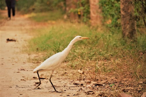 Gratis stockfoto met bosvogel, grote zilverreiger, reiger