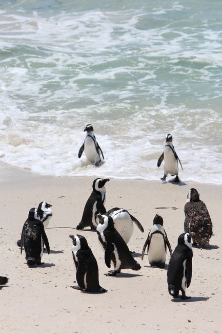 A group of African penguins on Boulders Beach, Cape Town, enjoying the shoreline.