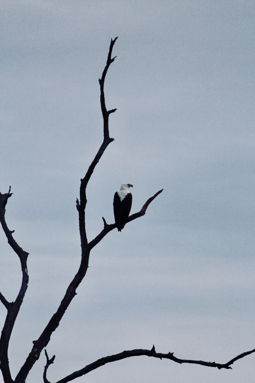 Free Majestic bald eagle resting on a bare tree branch with a gloomy sky backdrop, showcasing wildlife in Botswana. Stock Photo