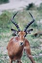 Brown Deer on Green Grass