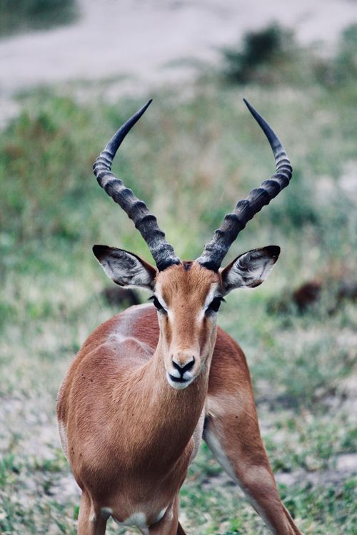 Free Stunning portrait of an impala in Botswana, showcasing its majestic horns and natural habitat. Stock Photo