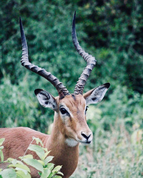 Foto stok gratis antelop, binatang, bovidae