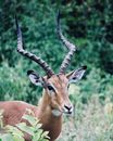 Brown Deer on Green Grass