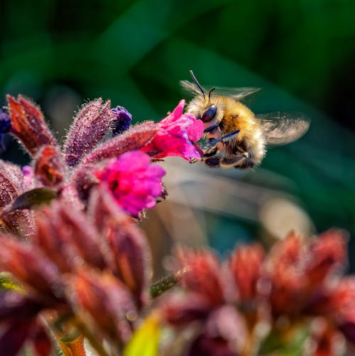 Darmowe zdjęcie z galerii z bombus pascuorum, fotografia makro, kwiaty