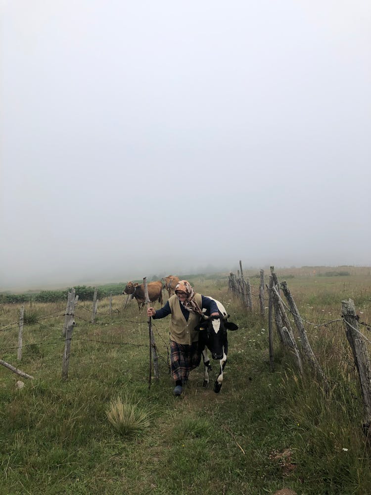 An Elderly Woman Herding A Cow