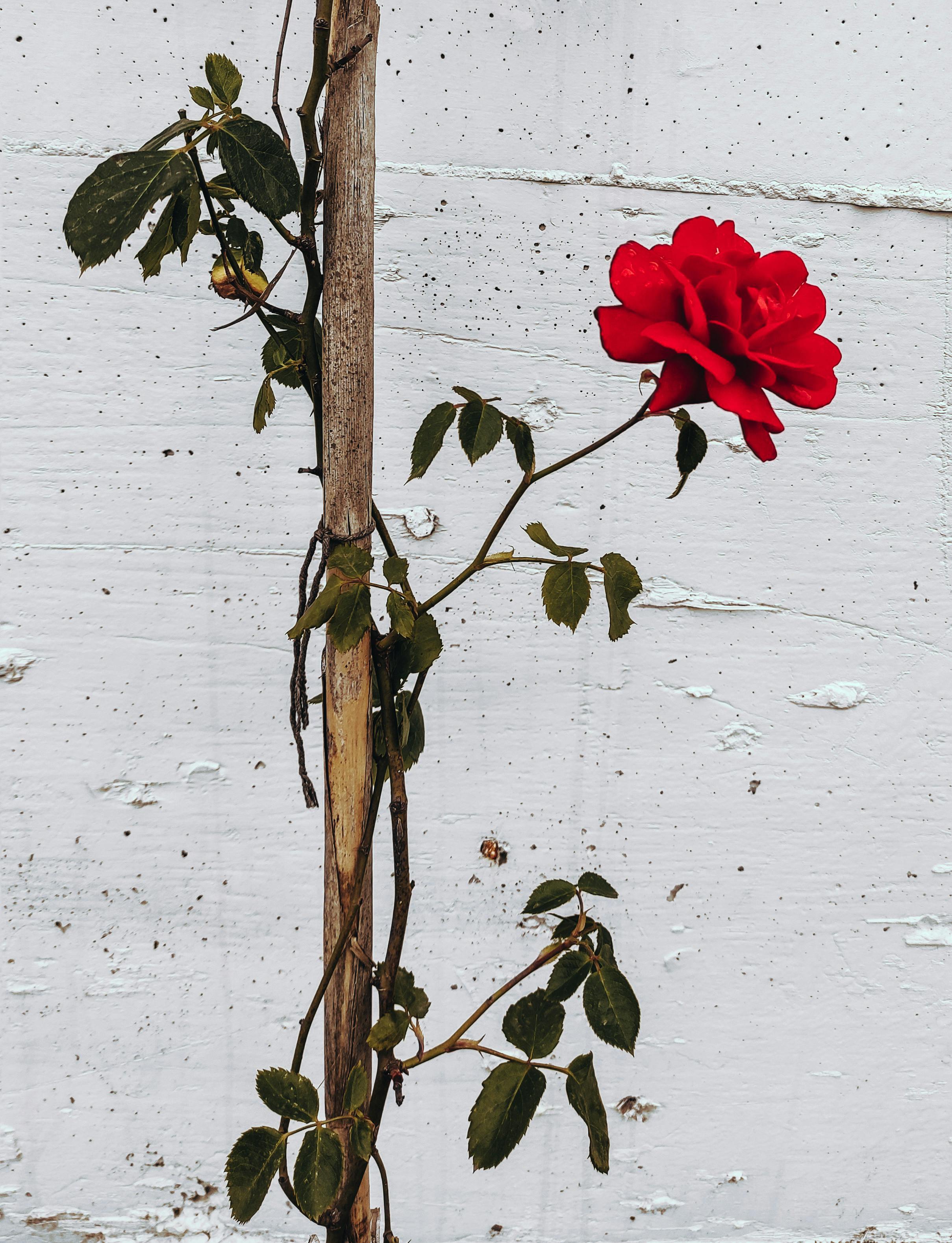 rose support stake UK garden