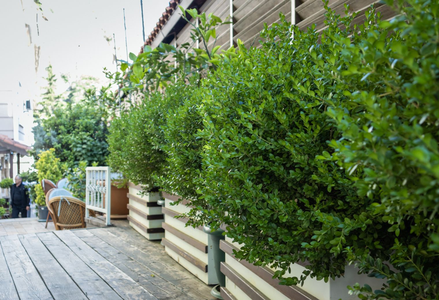 Fence and Decking Painting in Clapham — clean edges cut in around trim and sockets