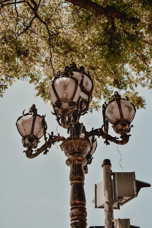 
A Street Lamp under a Tree