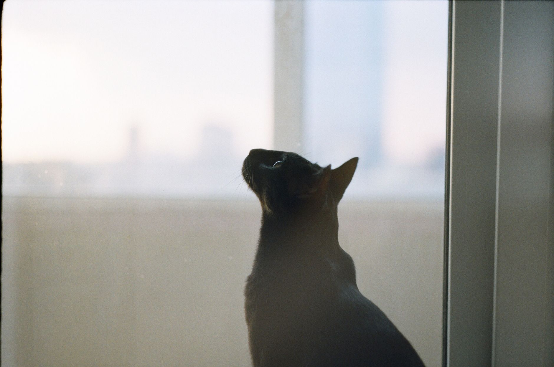 Portrait of a cat at a veterinary clinic