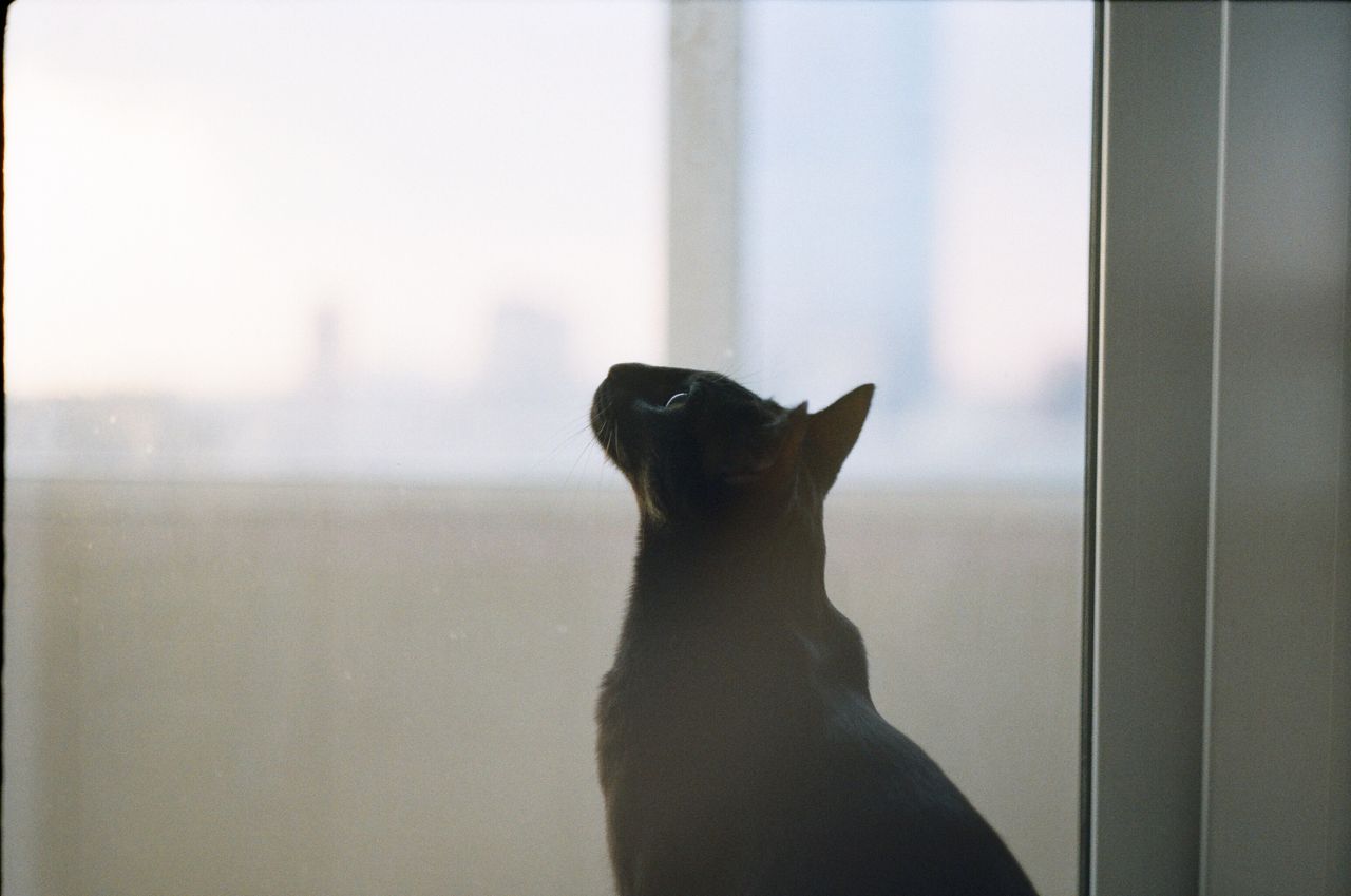 a curious black cat looking out of an indoor window captured in soft l