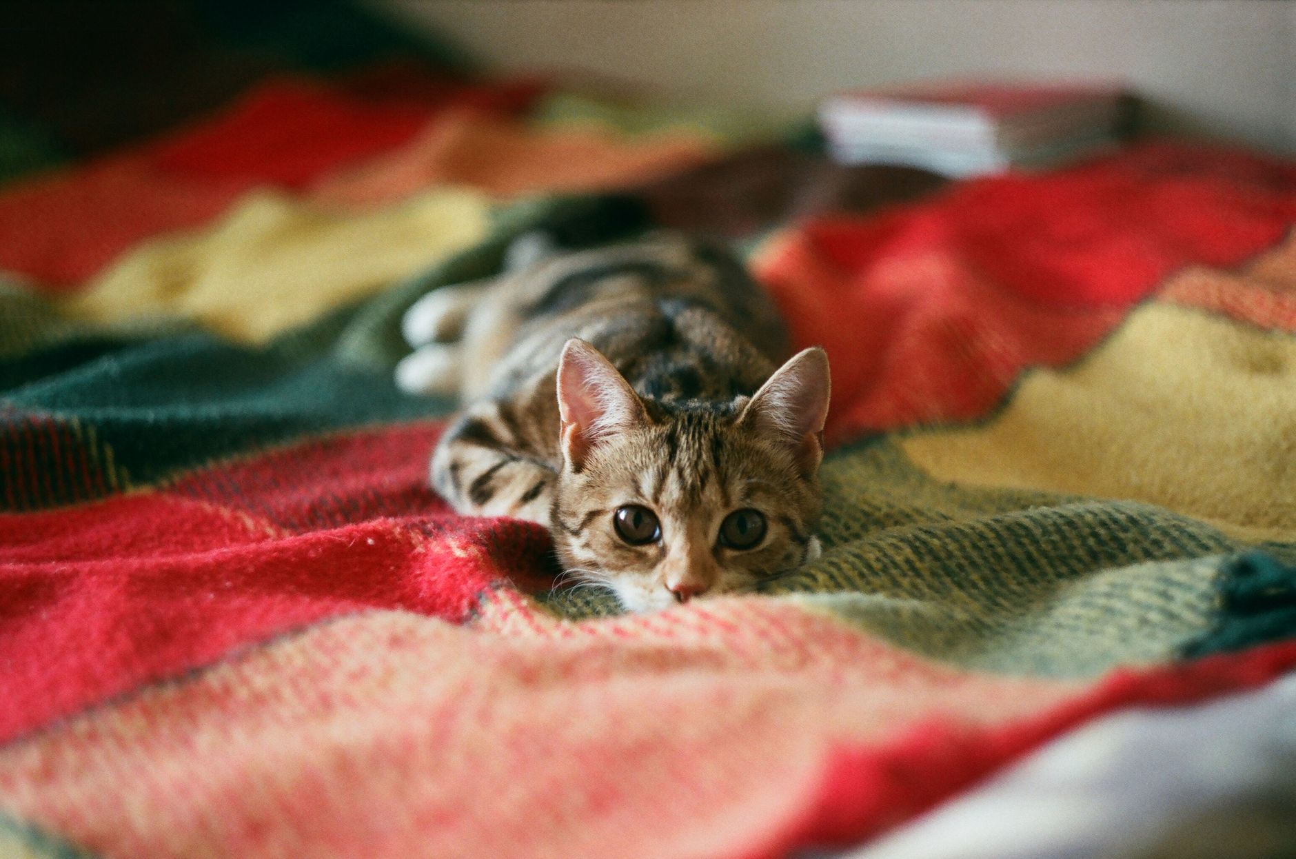 Portrait of a cat at a veterinary clinic