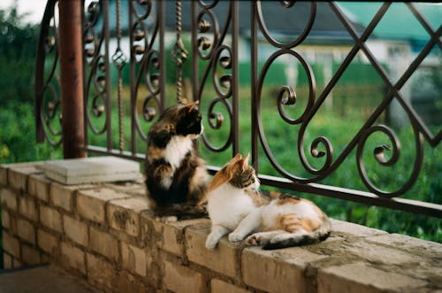Cats on Wall