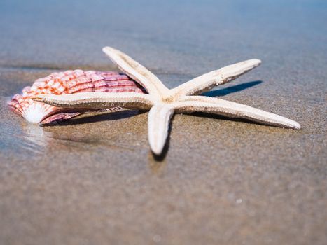 starfish photo