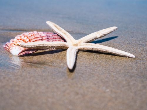 Free Close-up of a starfish and seashell on wet sand by the sea, captured on a sunny day. Stock Photo