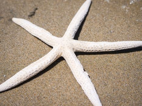 starfish photo