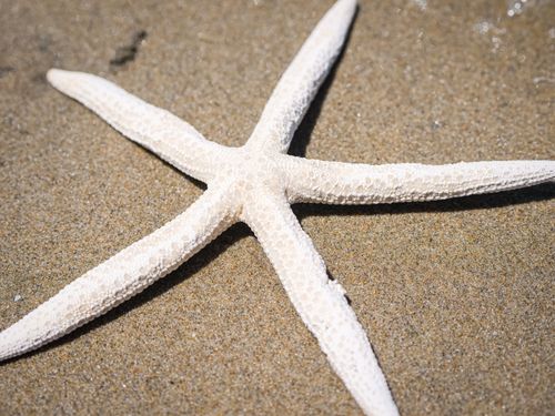 Free Detail of a starfish resting on a sandy beach, showcasing its unique texture. Stock Photo