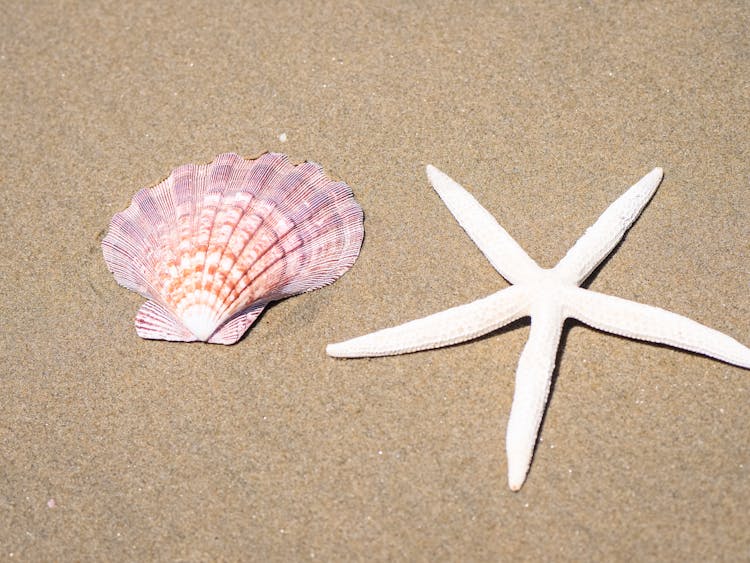 A Seashell And Starfish On The Seashore