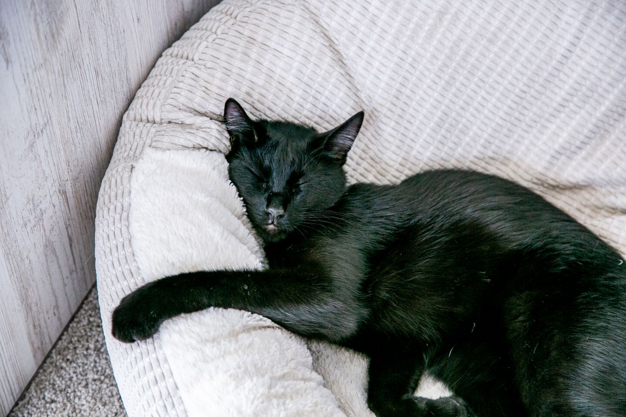 a serene black cat rests comfortably on a plush beige cushion indoors