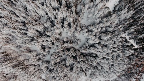 Top view of snowy coniferous forest