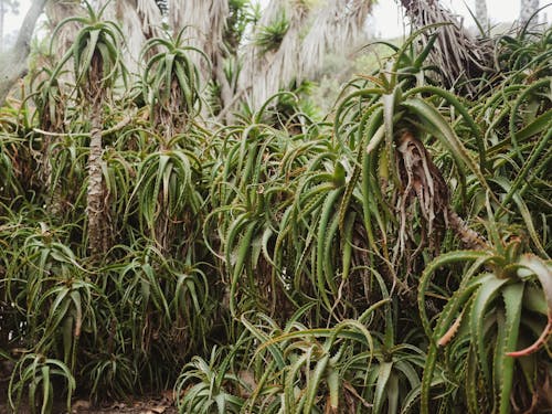 Thicket of Aloe Cacti