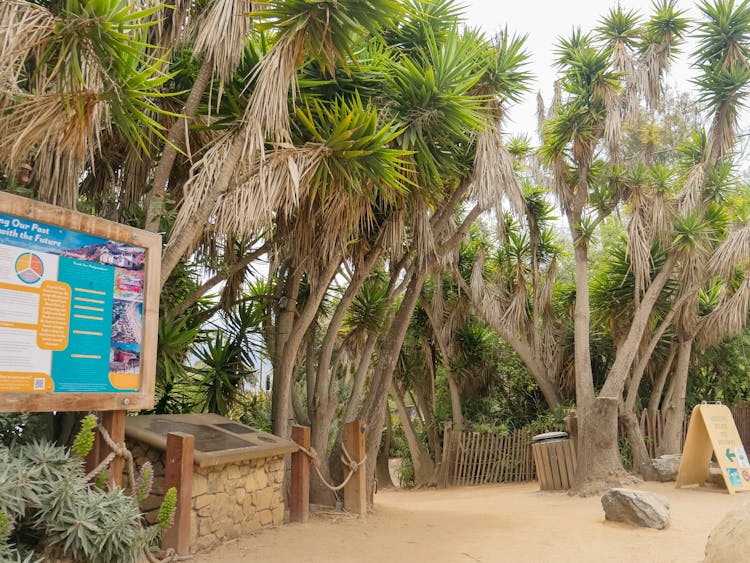 Yucca Trees Grown Along A Pathway