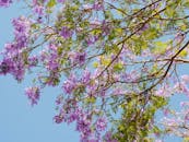 紫色的蓝花莲花在树枝上绽放，绿叶映衬着清澈的蓝天，展现出春天的精髓