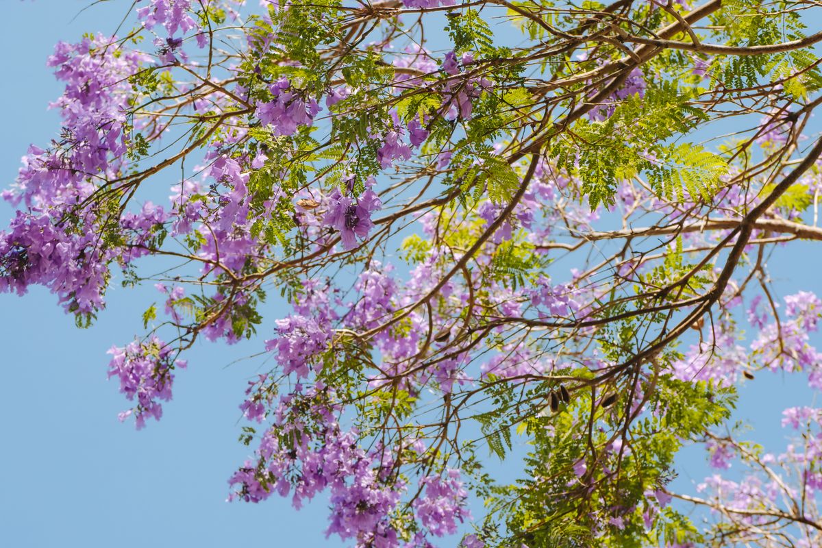 Jacaranda : culture, floraison et entretien - Floraison du jacaranda, problèmes fréquents et utilisations paysagères