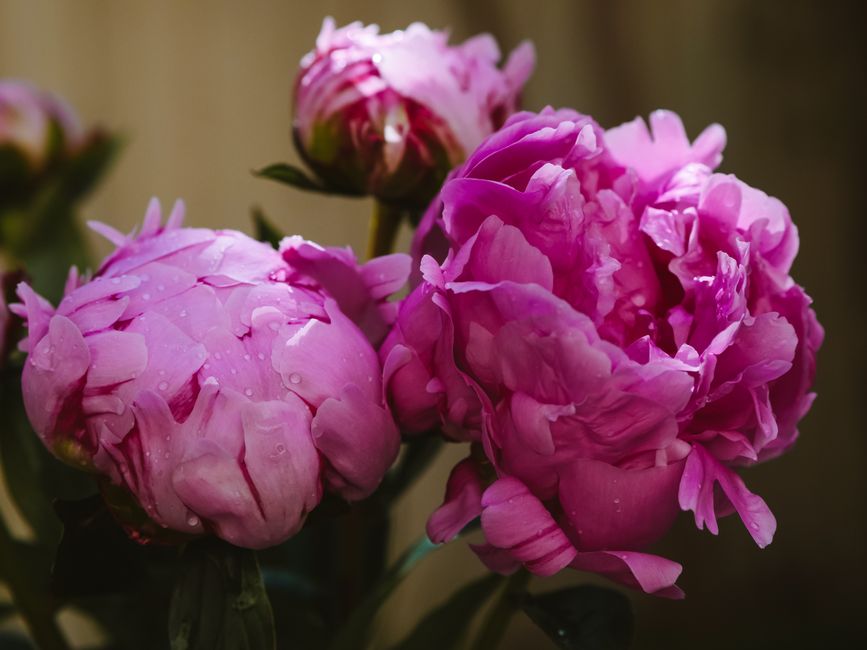 Fresh pink peonies with dew droplets glistening under natural light, capturing their delicate beauty.