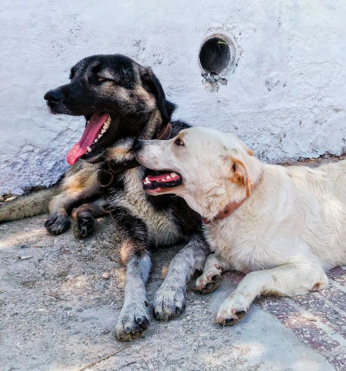 Free Close-Up Shot of Dogs  Stock Photo