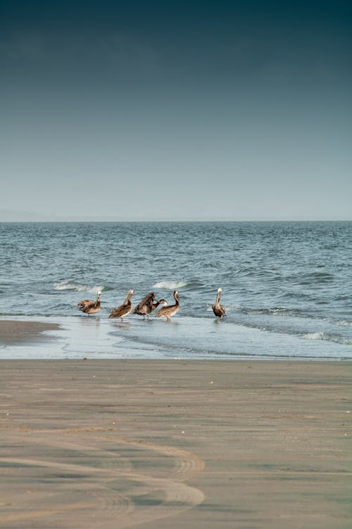 Birds at the Shore of a Beach 