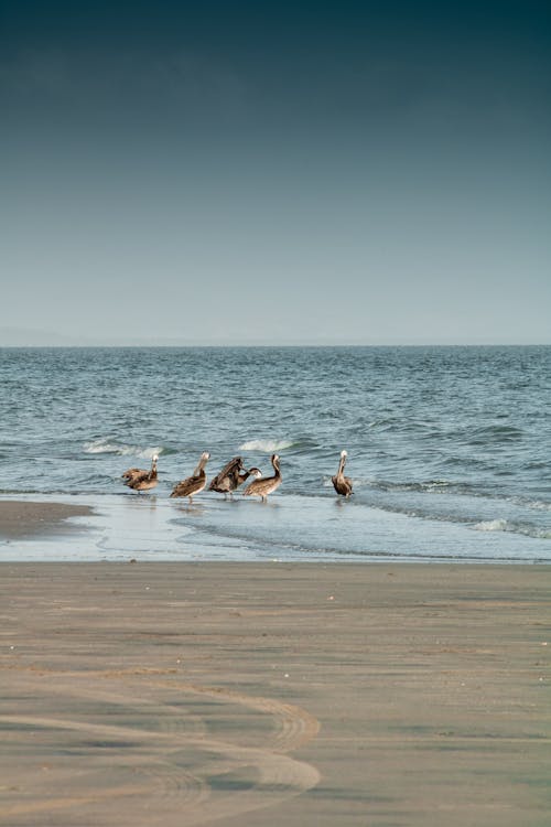 Photos gratuites de animal, aviaire, côte