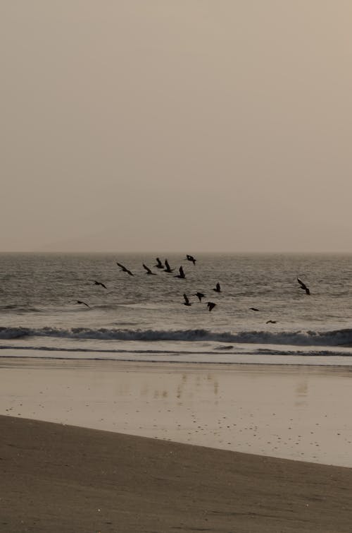 Free Flock of Birds Flying at the Beach Stock Photo