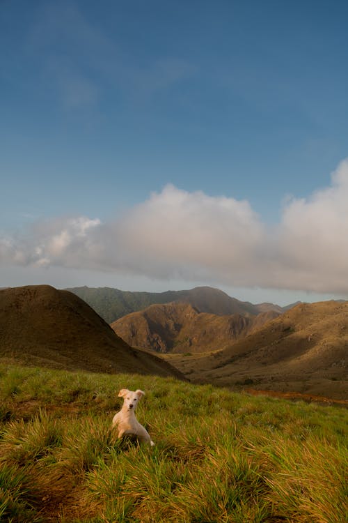 White Dog Playing on Green Grass Near Mountain Ranges