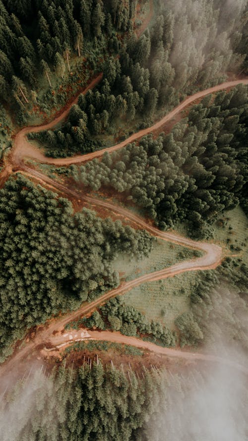 Curvy roads running through green forest