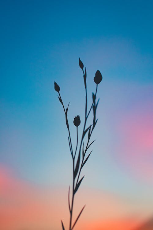 Silhouette of a Plant During Sunset