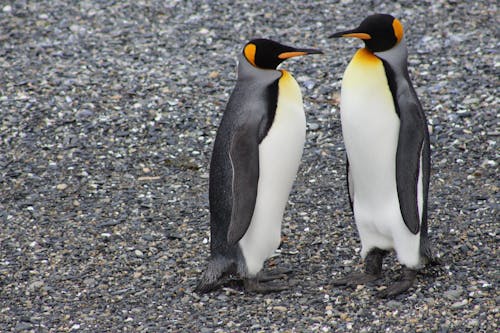 Free Two King Penguins Standing on Rocks Stock Photo