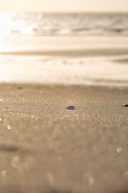 Selective Focus Photo of a Seashell on Brown Sand