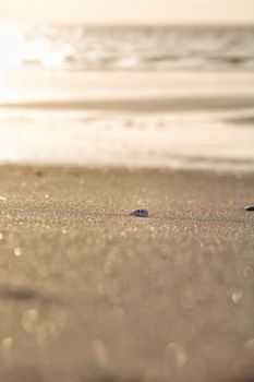 starfish photo