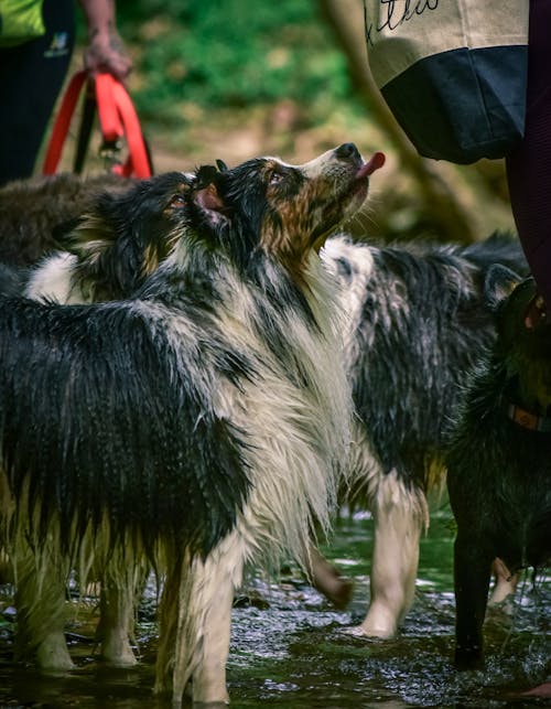 Free Selective Focus Photo of a Wet Border Collie Stock Photo