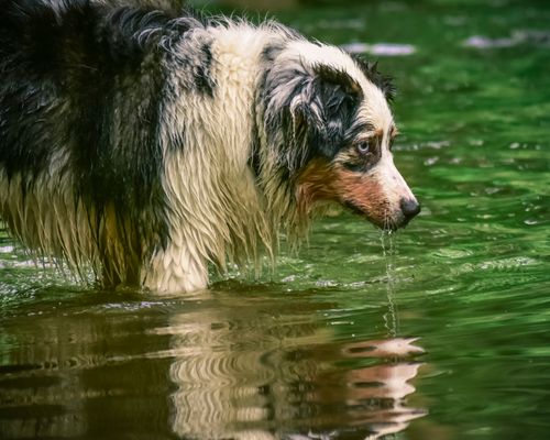 Free A wet Australian Shepherd dog standing in a green river, creating reflections. Stock Photo