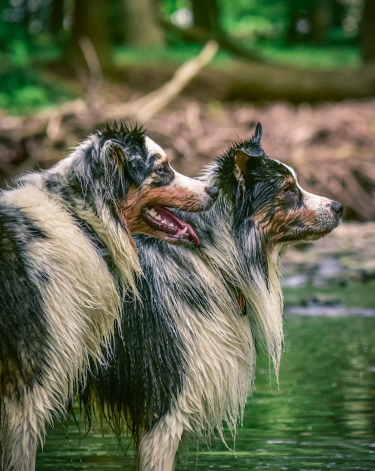 Wet Australian Shepherd Dogs