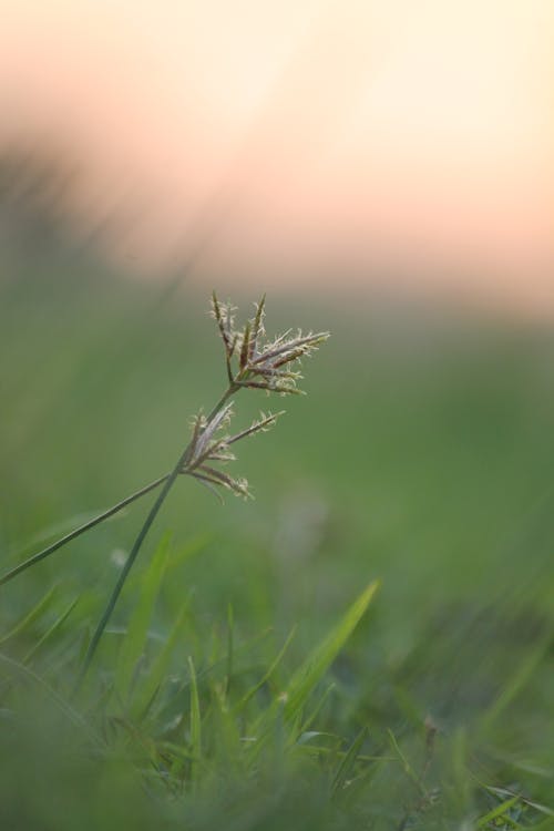 Free Green Grass in Tilt Shift Lens Stock Photo