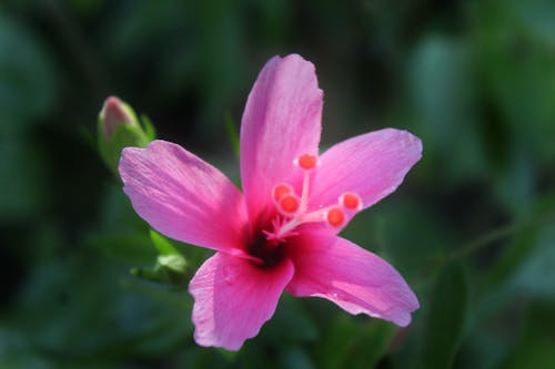 Δωρεάν στοκ φωτογραφιών με ανθίζω, πέταλα, ροζ λουλούδι