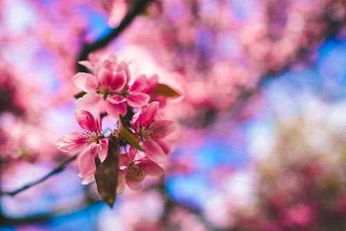 Pink Cherry Blossoms 