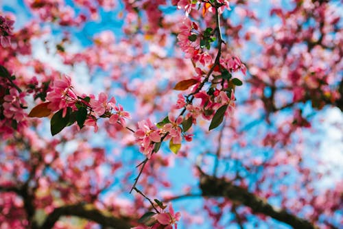 Free Pink Cherry Blossoms in Bloom  Stock Photo