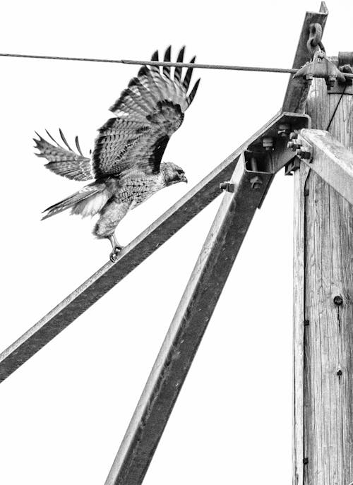 Wild hawk sitting on post in daytime