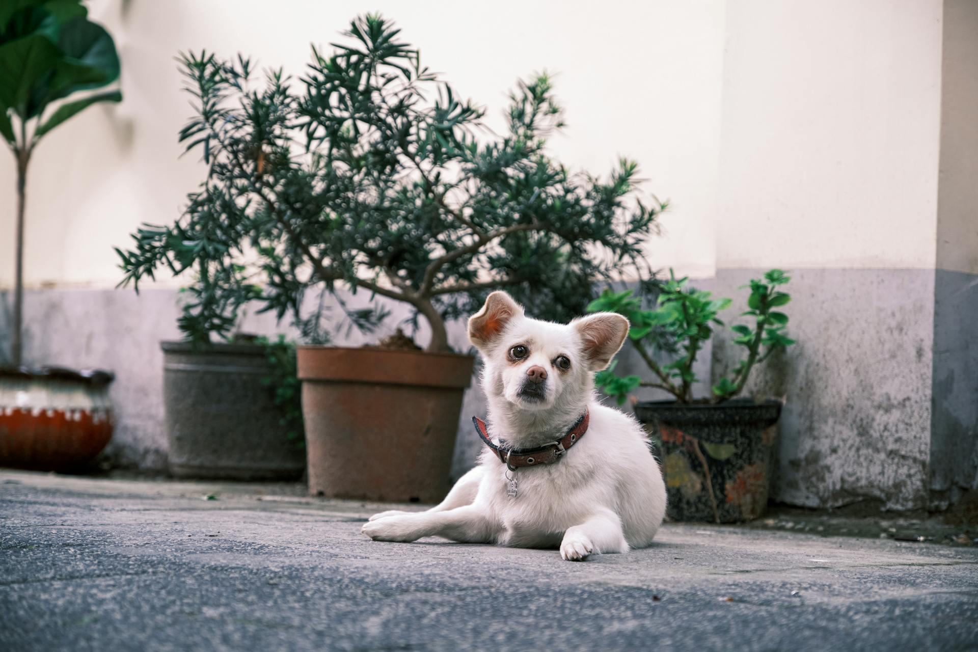 White Dod Sitting on Asphalt Ground